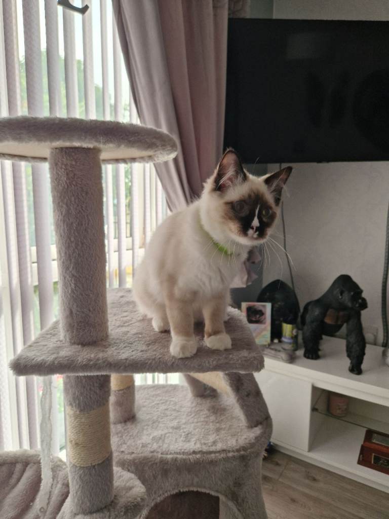 Ragdoll male  kitten for sale 
