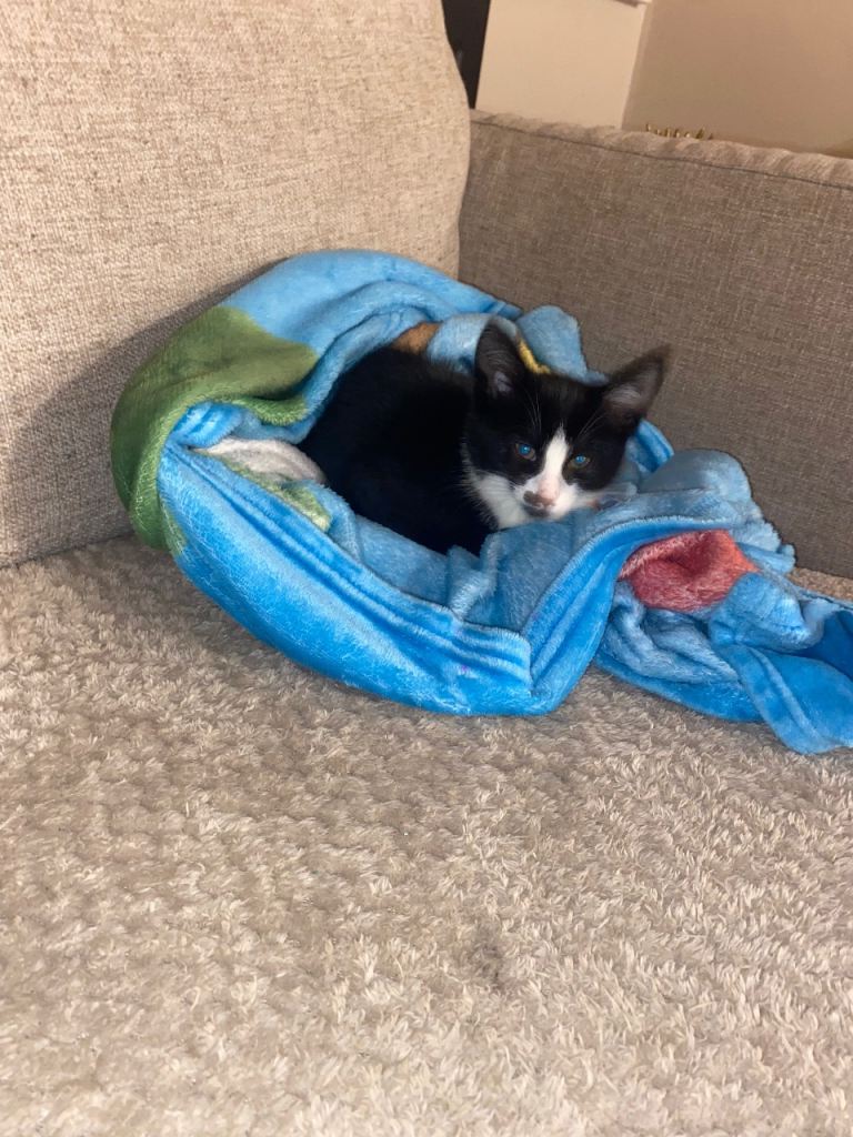 Playful and loving kitten