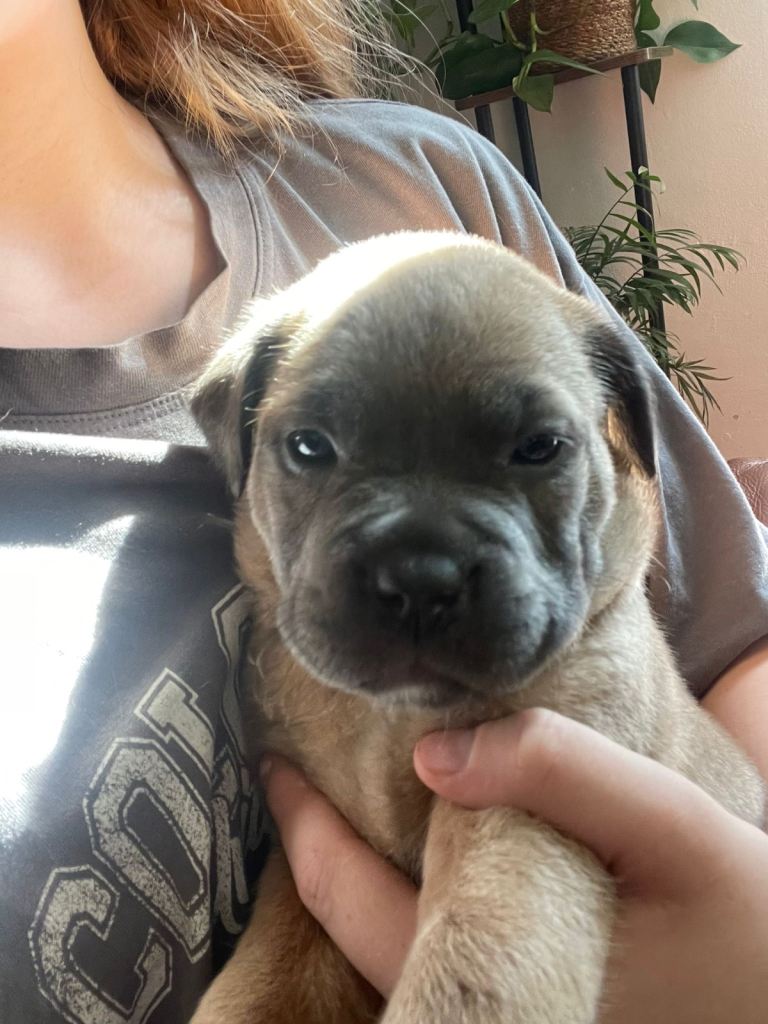 Puppies for sale