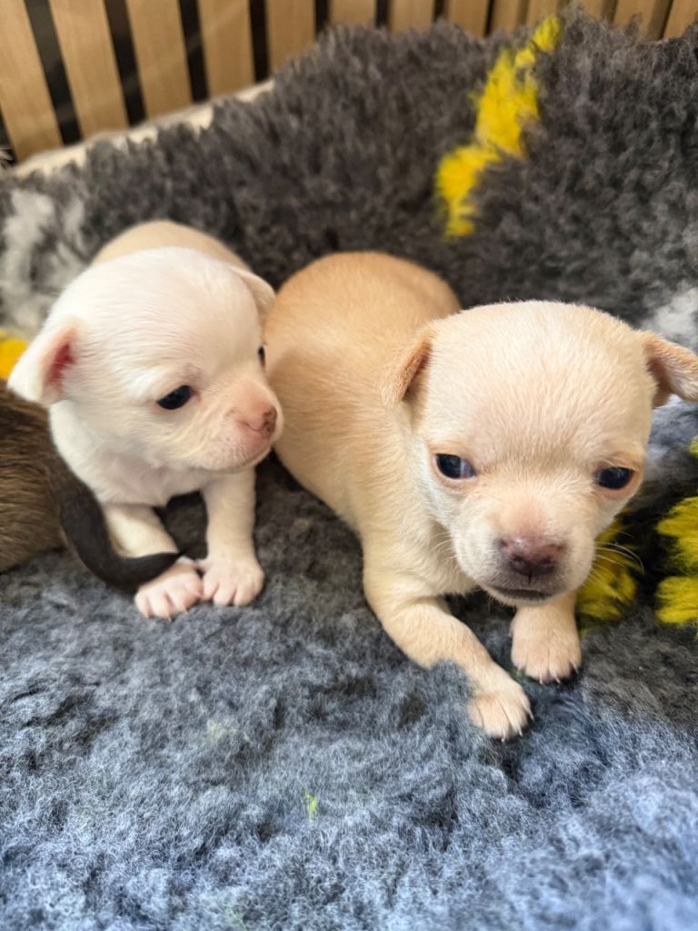 Beautiful Smooth Coat Chihuahua Puppies Ready for Loving Homes
