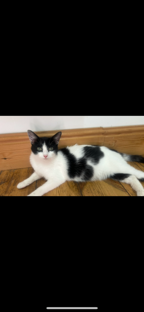 Female black cat available and black and white cat available 
