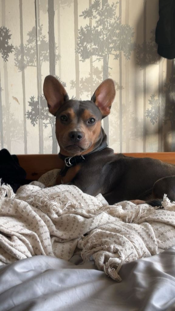 Male cross breed dachshund 