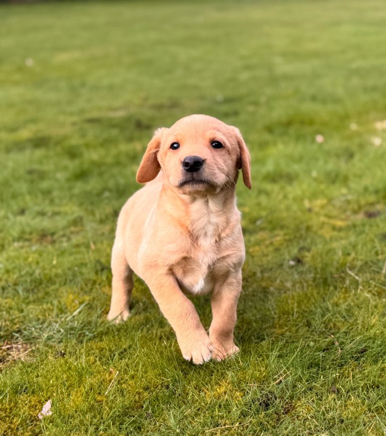 Golden Labrador Puppies