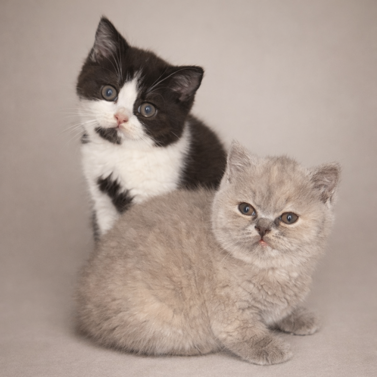 Last BSH champion lines kitten ready now