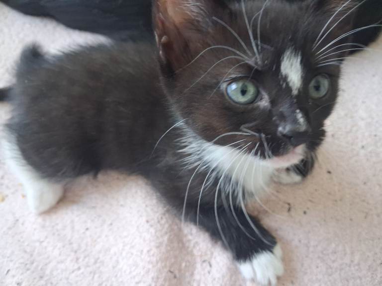 5 Kittens for sale