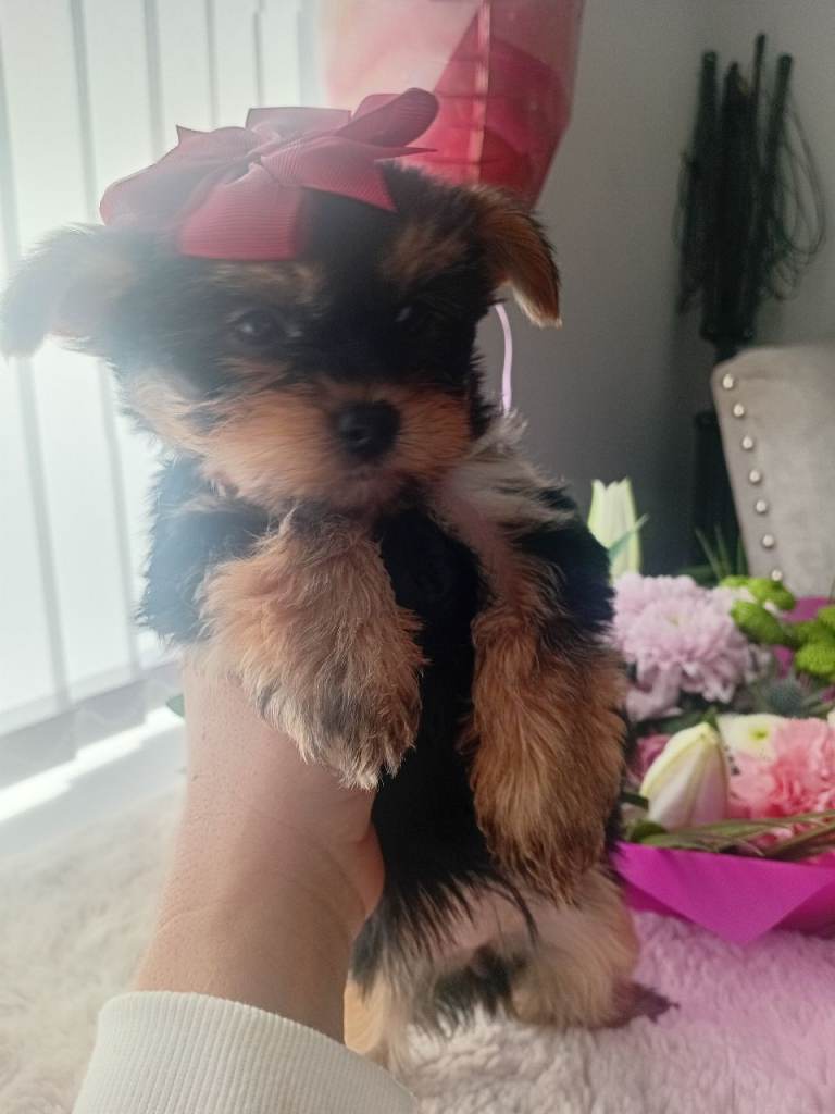 Yorkshire terrier 