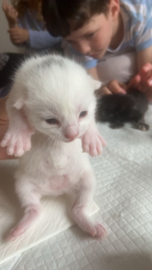 3 white male kittens 
