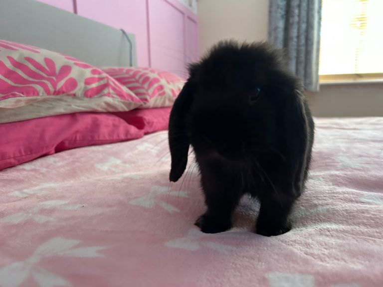 Mini lop | Black Male 