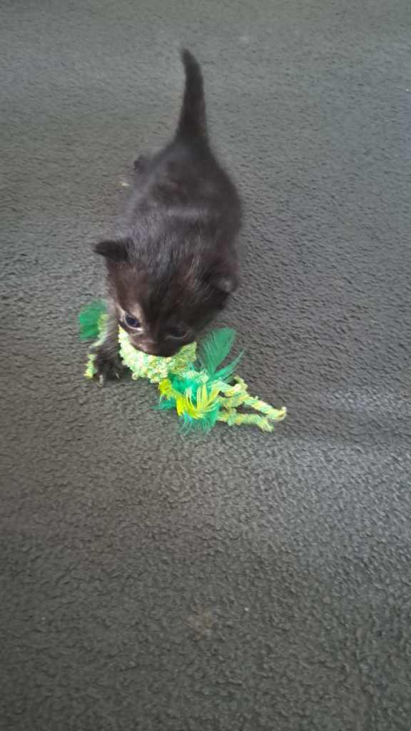 Adorable Female Kitten for Sale