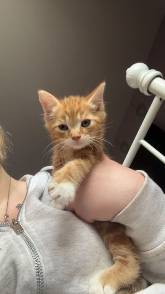 Ginger kitten 
