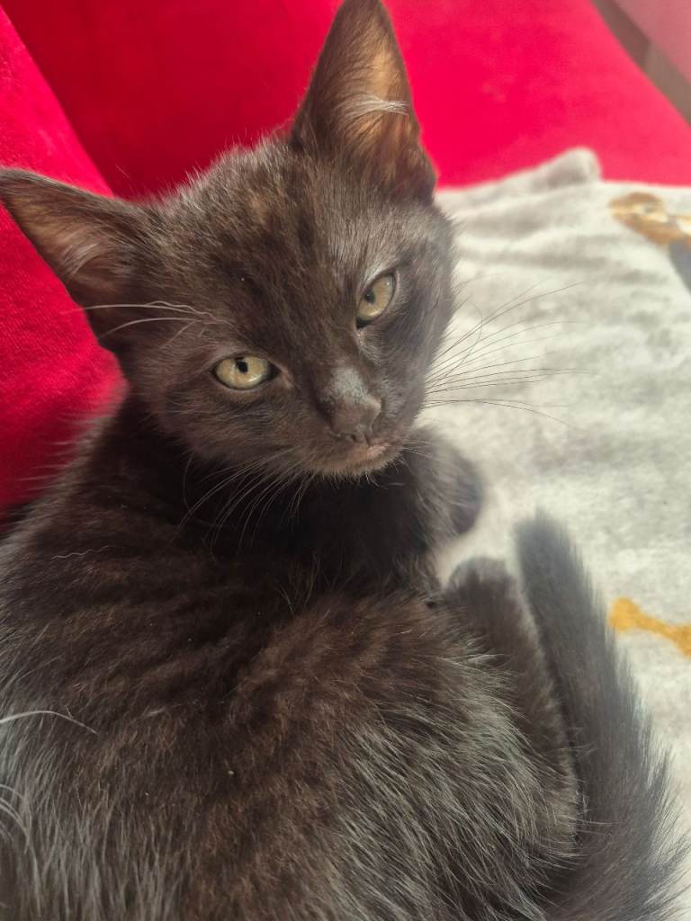 Kittens for sale