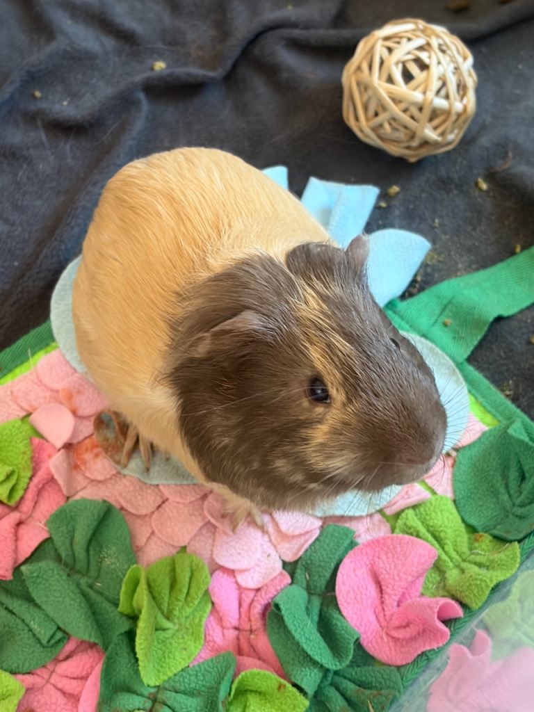 Guinea pig sisters