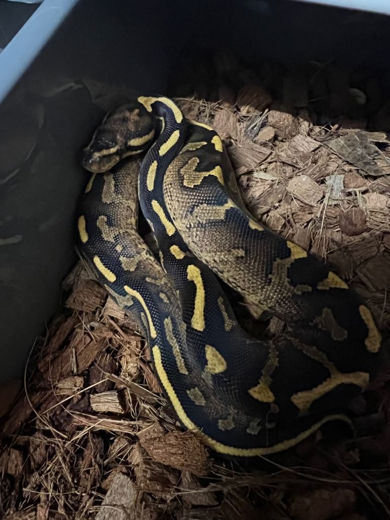 Royal Pythons