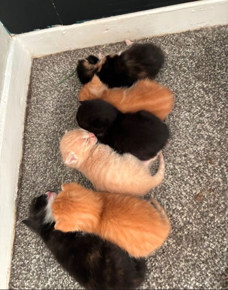 5 gorgeous kittens