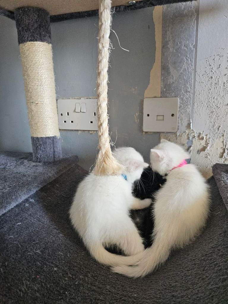 Pure white kitten long hair 