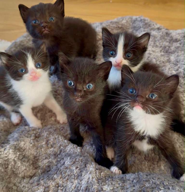 Kittens 