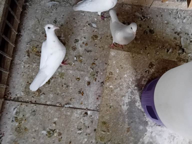 Pigeon
