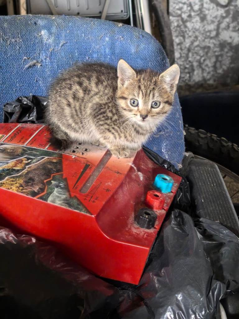 Tabby kitten