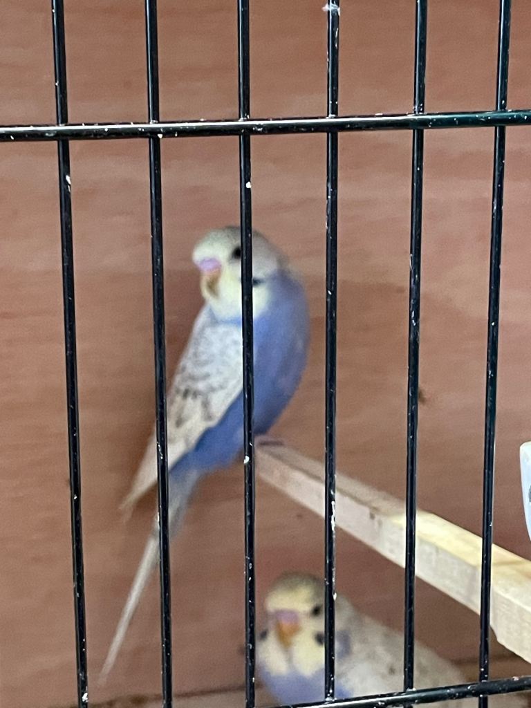 budgies 