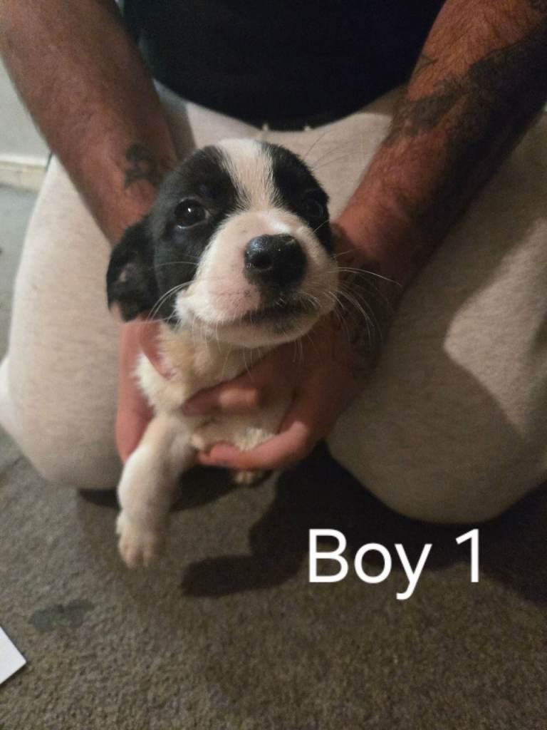 Puppies for sale (Shar pei + American bull cross Border Collie) not ready until 08/08/2026