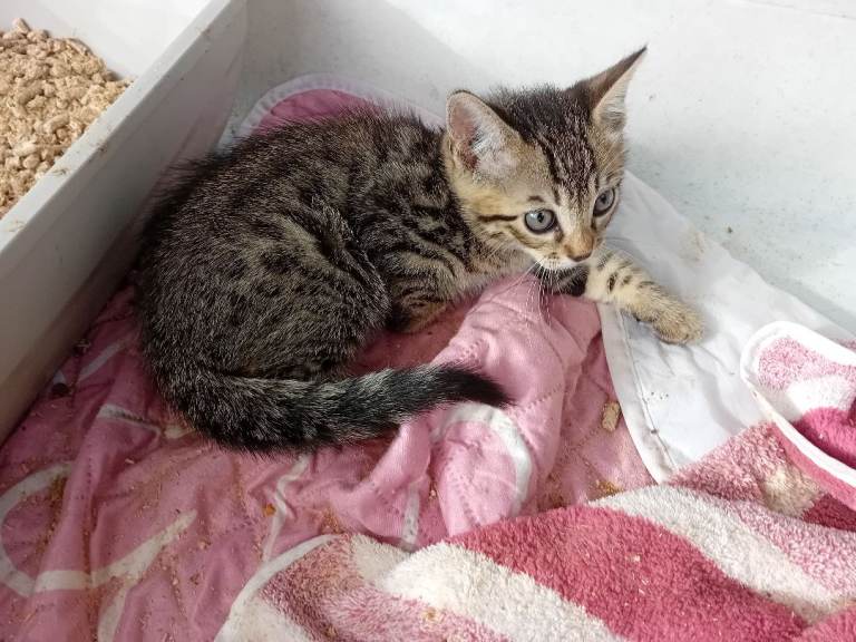 1 AMAZING BENGAL MALE KITTENS