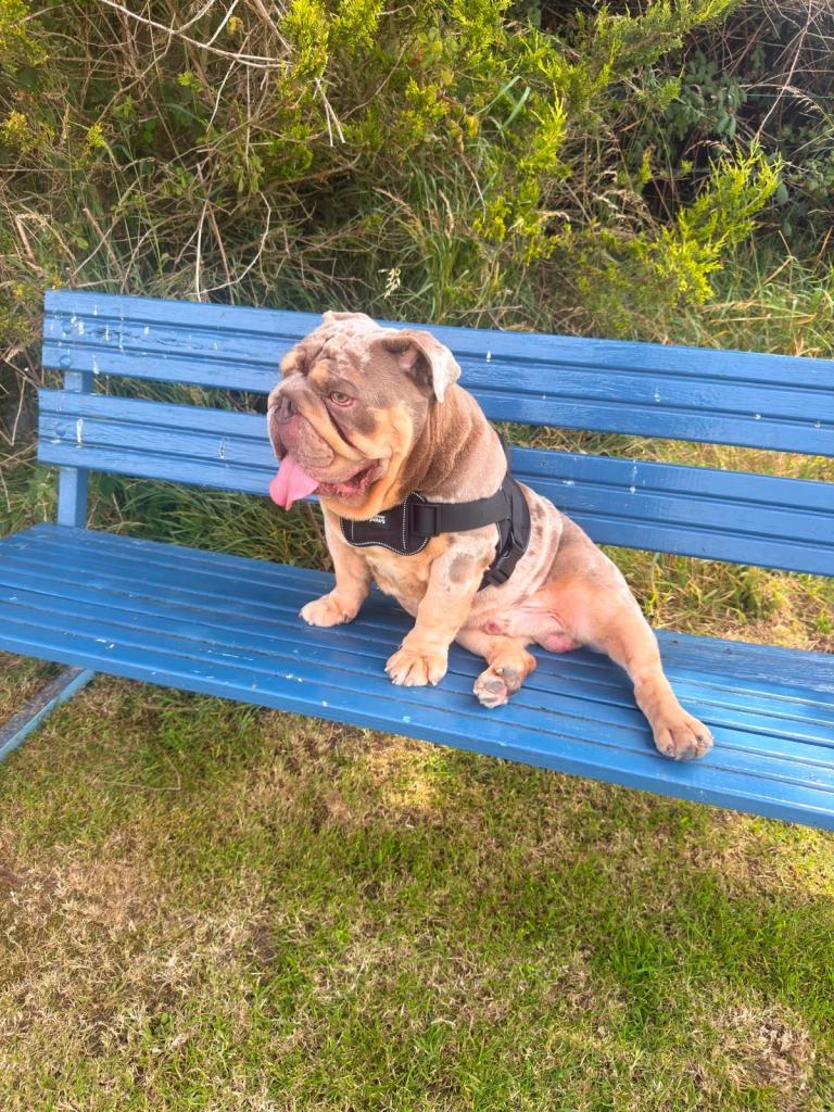 Old English bull dog 