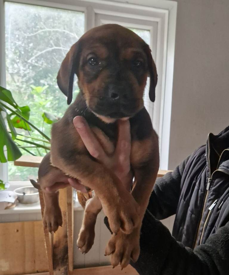 Cane corso mix doberman puppies 