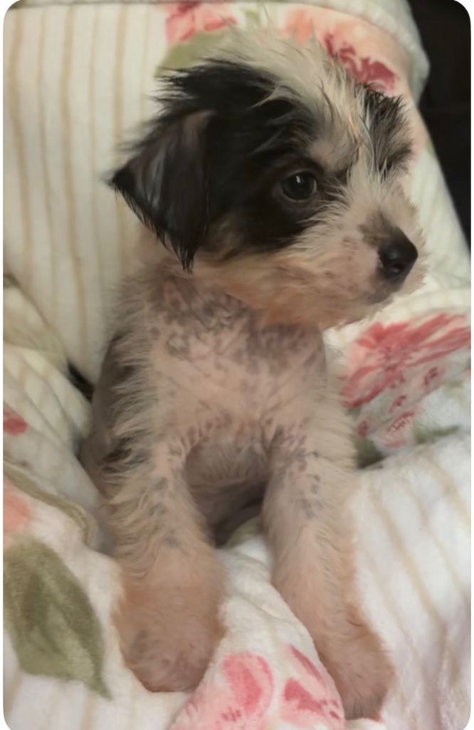 Hairy hairless Chinese crested 