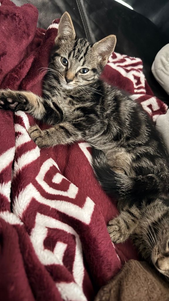 Kittens for sale 