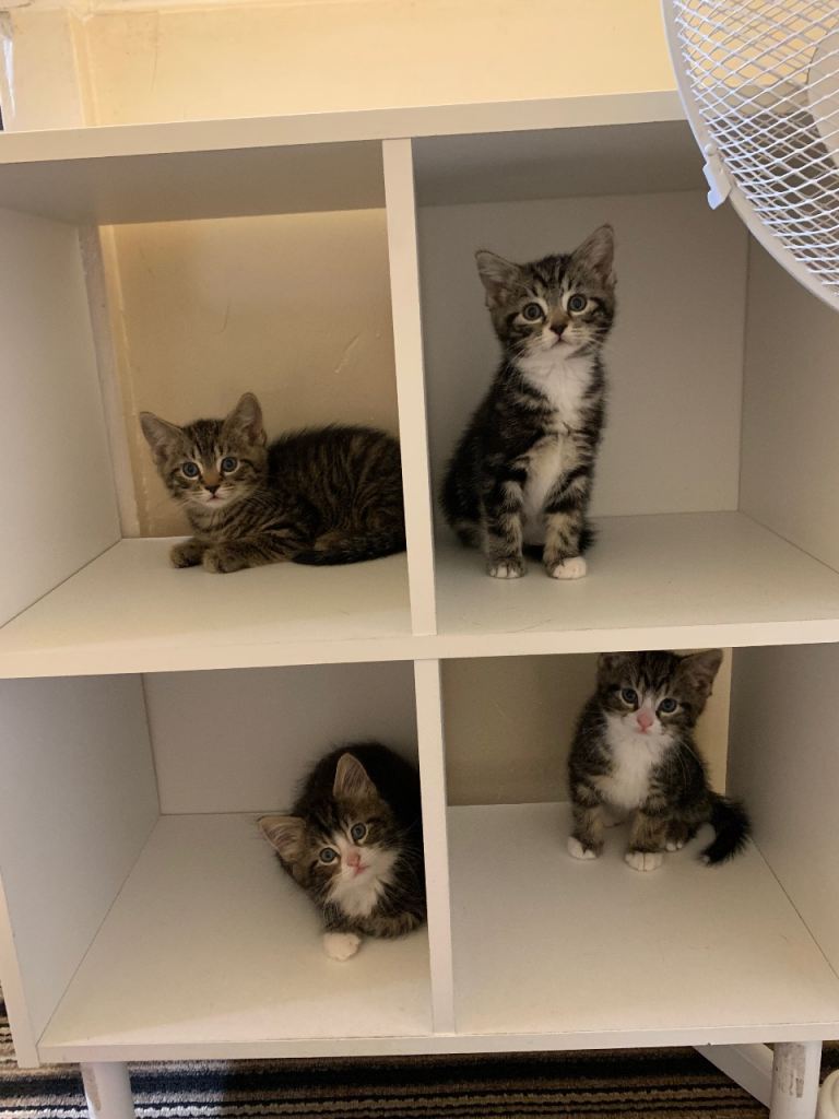 Four Fluffy Kittens READY NOW