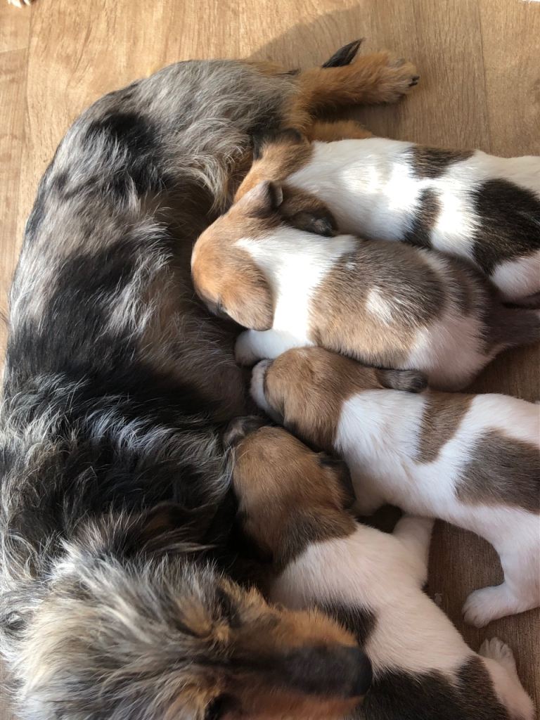 Dachshund x puppies for sale 
