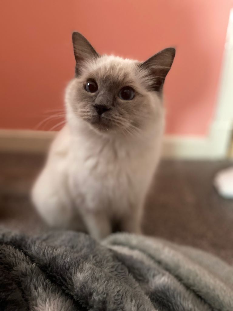 purebred Ragdoll