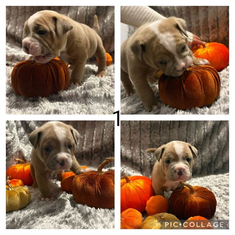 Staffy x classic bully pups!