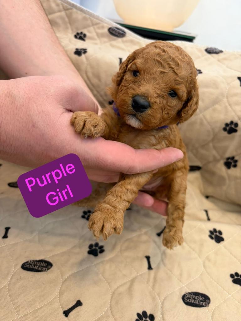 Cavapoochon puppies