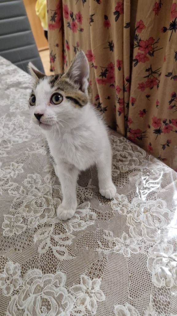 1 Kitten needs new home