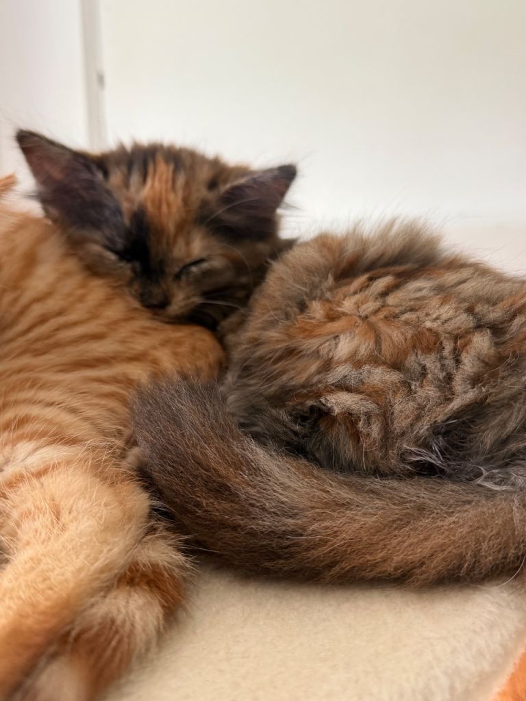 Gorgeous kittens 