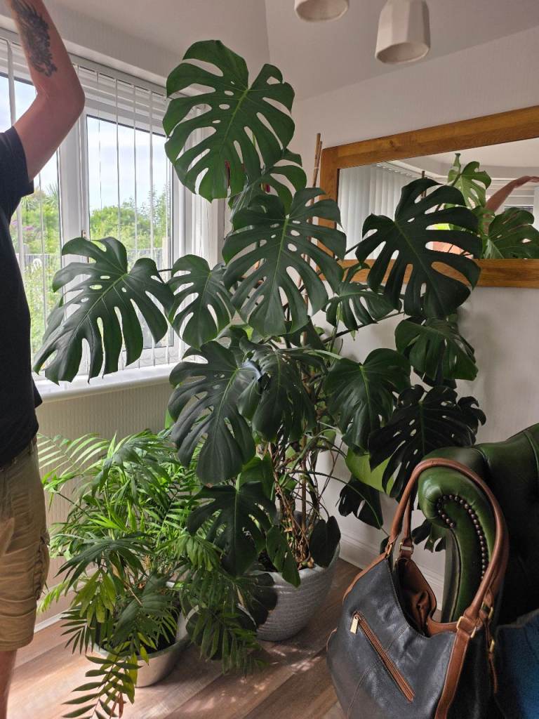 Large Monstera Deliciosa Plant – Healthy & Impressive