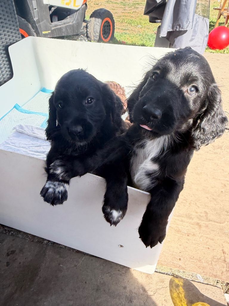 Cocker spaniel cross toy poodle puppies for sale 