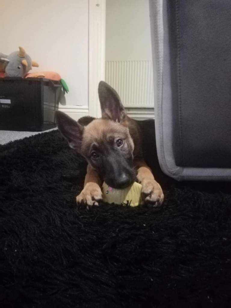 female 10 week old Gsd x Belgian Malinois