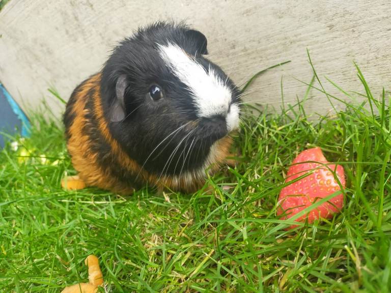 GORGEOUS GUINEA PIGS and two-tier hutch