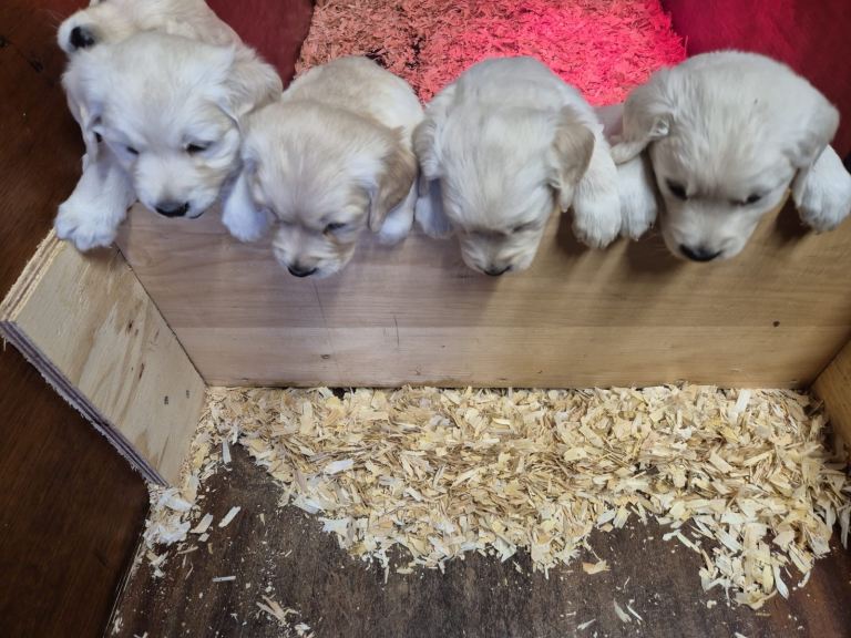 Golden retriever puppies 