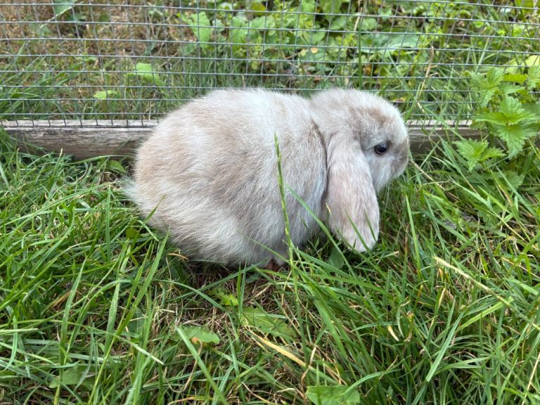 3 mini lop baby boys