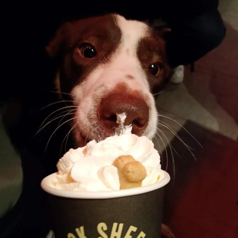 Border collie