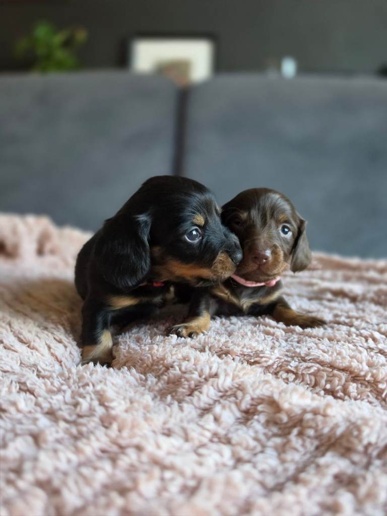 Miniature dachshund puppies only 2 girls left