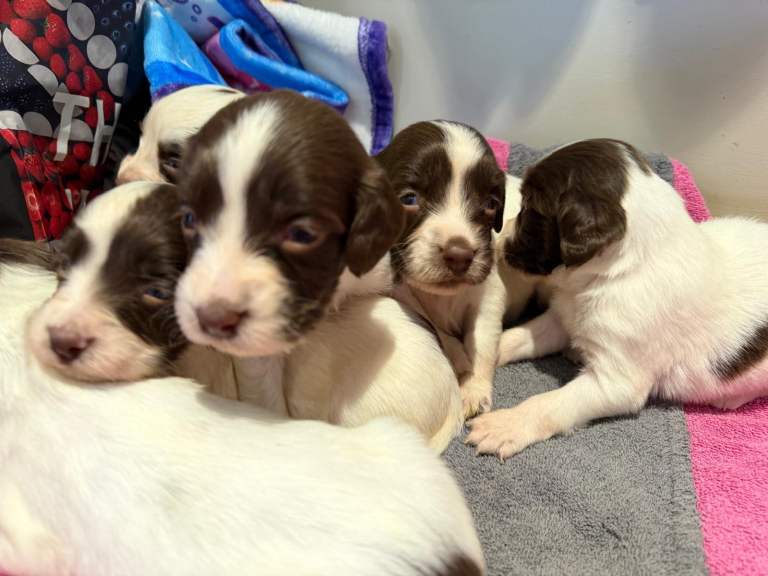 ✨KC English Springer Spaniel puppies ✨