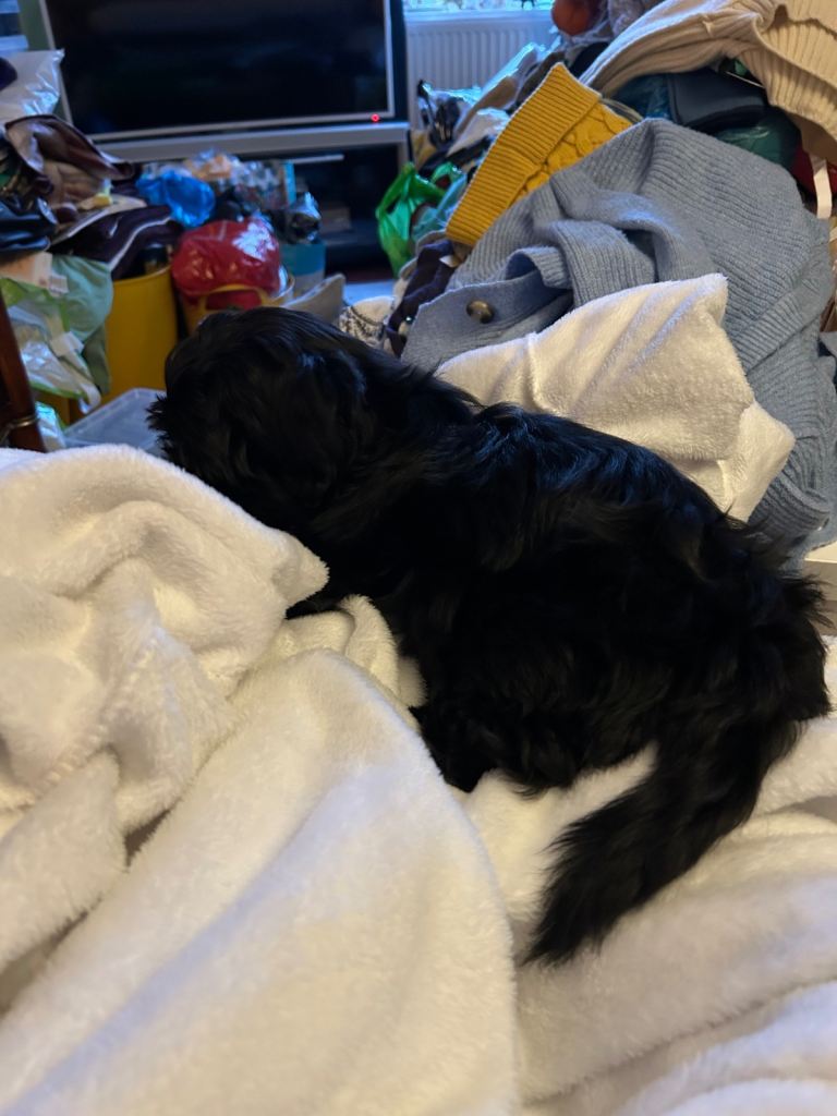 Shih Tzu 75% Yorkshire terrier 25% MALE