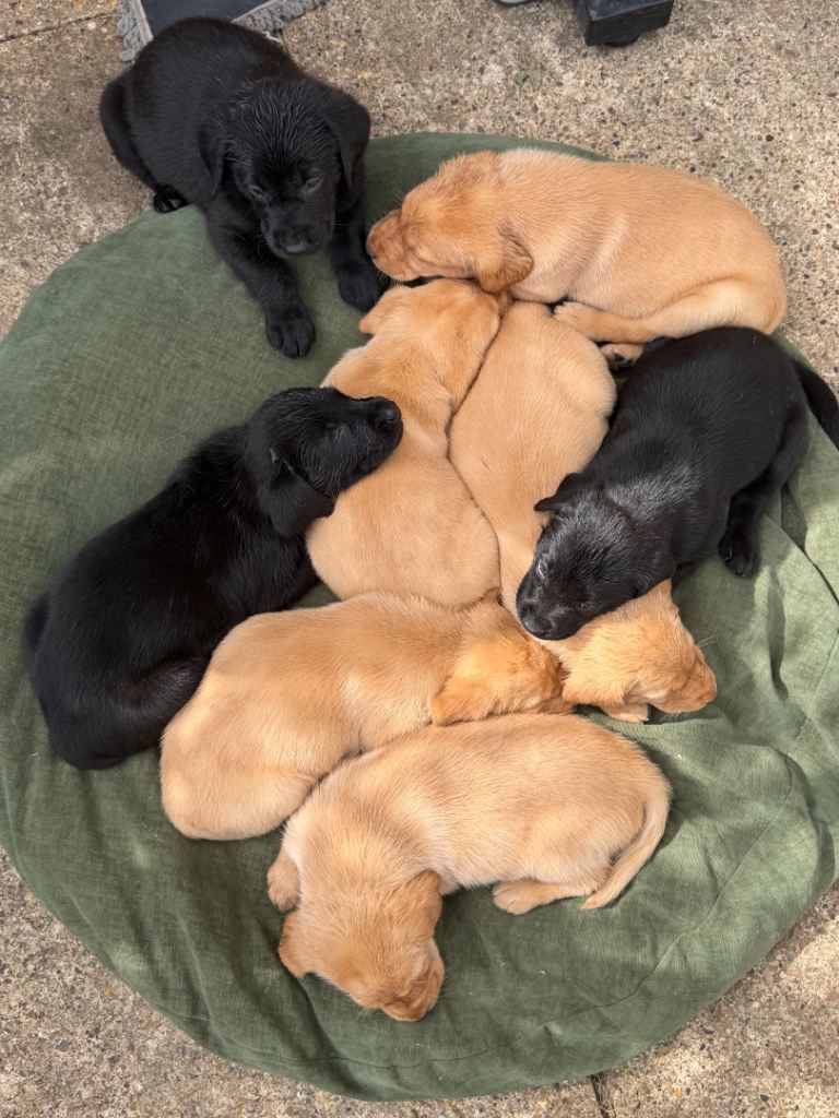 9 labardor puppies available 4 female and 5 male