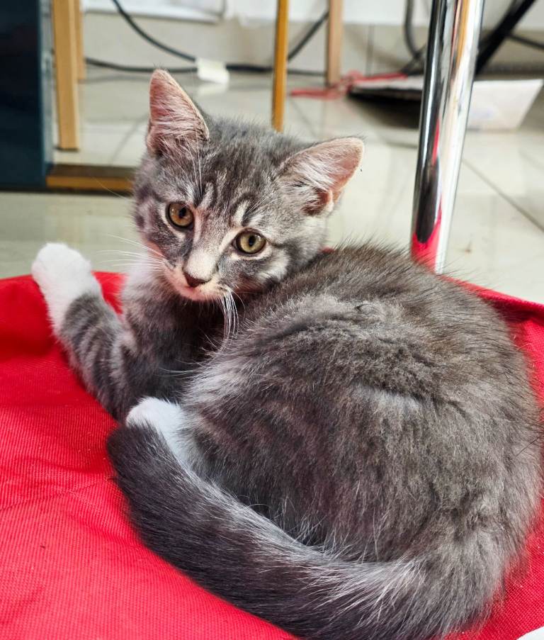 ​🐾 3 Adorable Kittens Ready for Their Forever Homes! (2 Months Old)