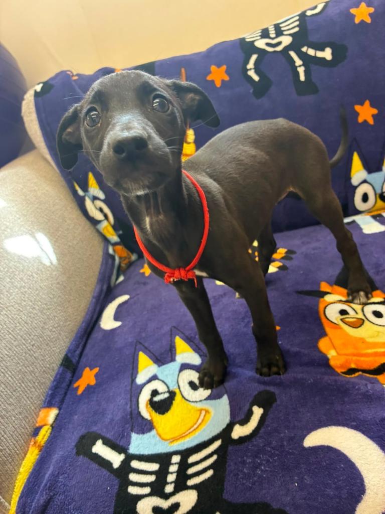 Lurcher x puppies for sale 