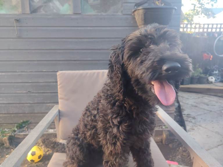Labradoodle 